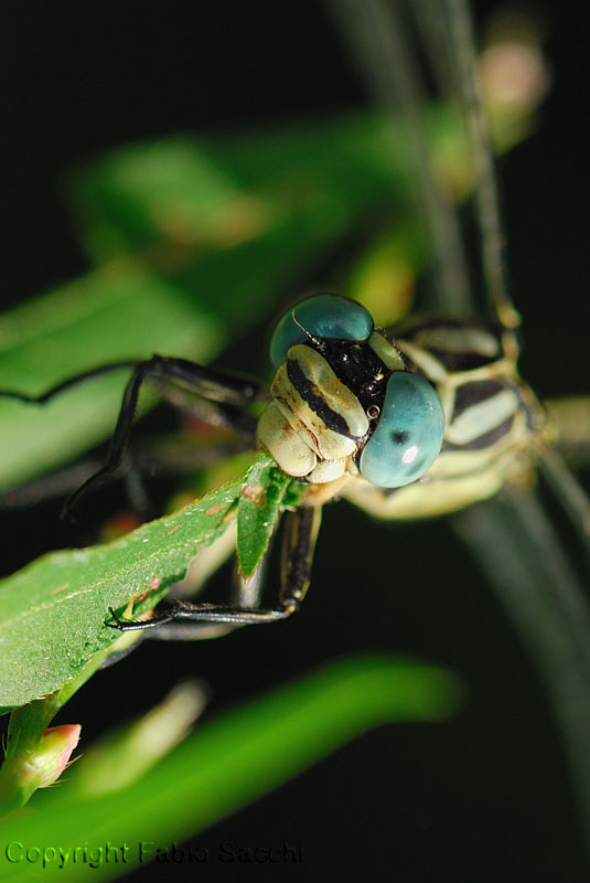 Gomphus flavipes